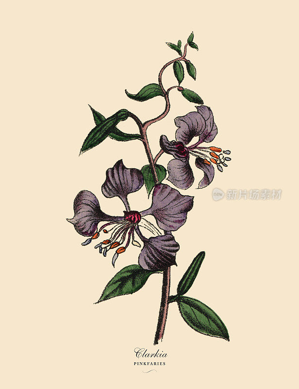 Clarkia和Pinkfaries Plants，维多利亚植物学插图